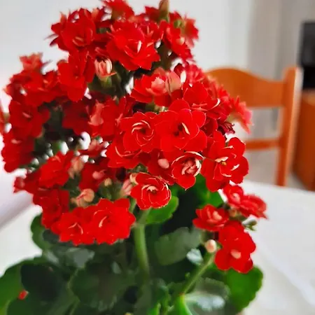 Ammousa Aparthotel 4*