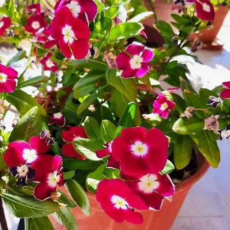 Ammousa Apartmanhotel *
