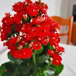 Ammousa Hotel apartamentowy 4*