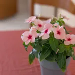 Ammousa Hotel apartamentowy Lixouri
