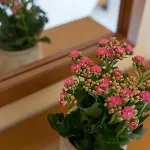 Hotel apartamentowy Ammousa